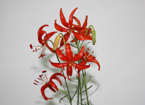 开花整齐度较高